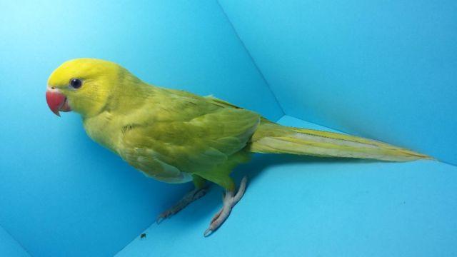 BEAUTIFUL GREEN LACEWING RINGNECK PARROT IRN AVAILABLE - VERY RARE!