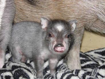 Beautiful Grey Micro Mini Pig, 8 months old
