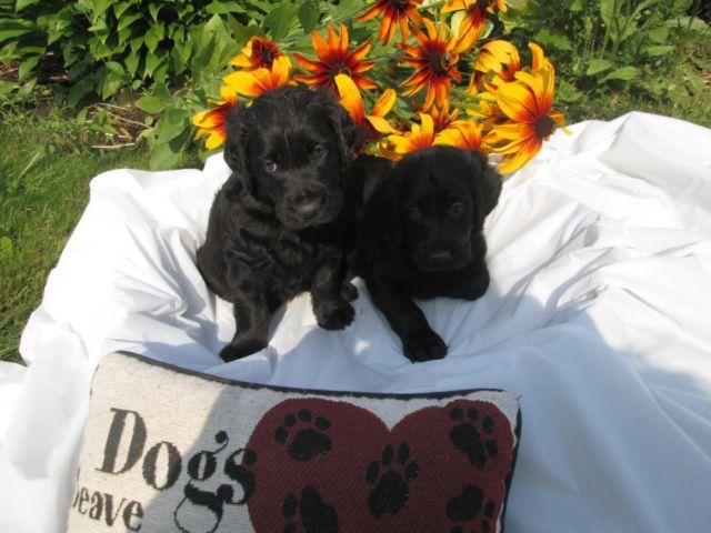 Beautiful Labradoodle puppies