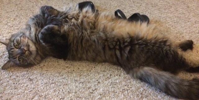 beautiful Maine Coon female - 6 yrs old
