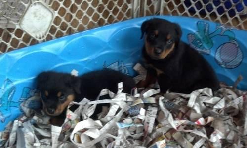 Beautiful Male AKC Rottweiler Puppies.