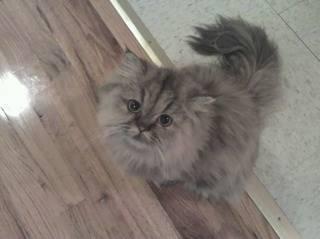 Beautiful Male black and white 2 year old persian cat