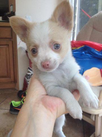 Beautiful Male Chihuahua Puppy. Ckc