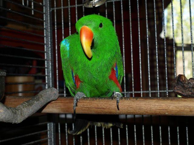 beautiful male eclectus parrot 9 years old with cage