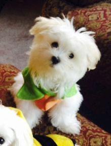 Beautiful Maltese Puppy - 4 months old