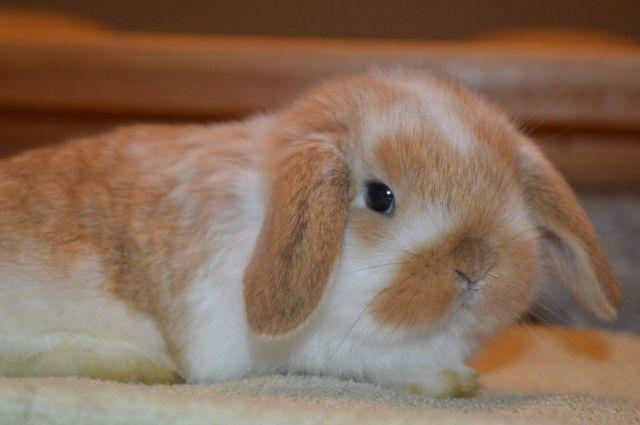 Beautiful Mini Lop Bunnies for Easter