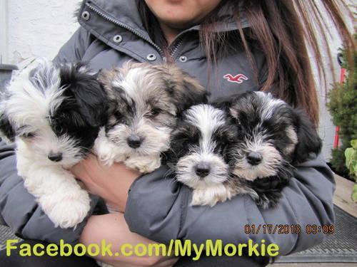 * * *Beautiful Morkie Puppies - (9 Weeks Old)