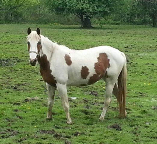 Beautiful Paint Mare for Sale