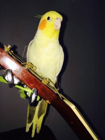 Beautiful pair of white cockatiels for sale