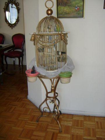 Beautiful Parakeet with vintage cage.