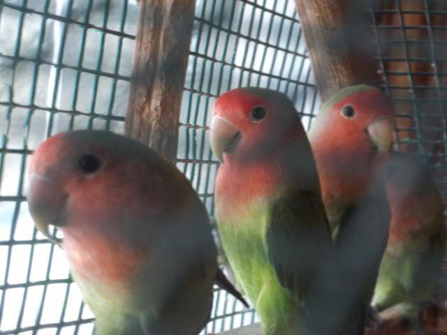 Beautiful Peach-faced Lovebirds -Sold in Pairs