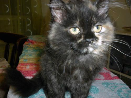 Beautiful Perisian Kitten - 3 Months Old