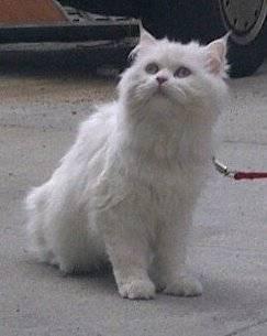 Beautiful Persian Dollface Cat