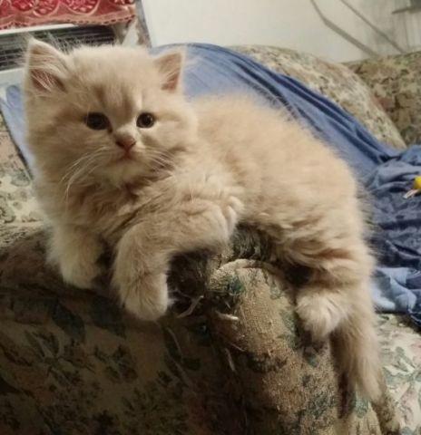 Beautiful Persian Kitten