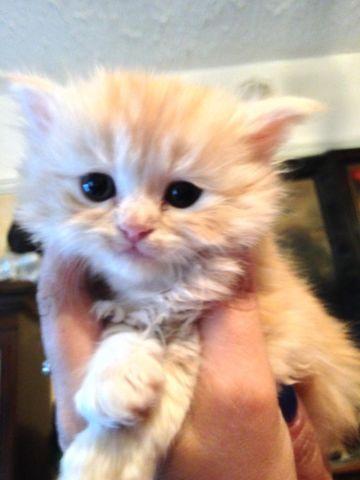Beautiful Persian Kittens - 1 Month Old