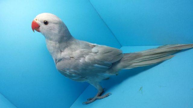 BEAUTIFUL PLATINUM LACEWING RINGNECK PARROT IRN AVAILABLE - VERY RARE!