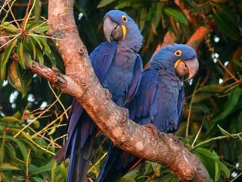 BEAUTIFUL PROVEN HYACINTH MACAWS FOR SALE