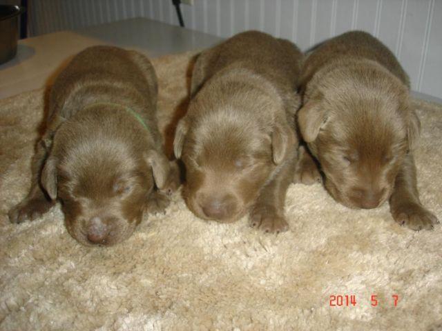 Beautiful Purebred Silver Lab Puppies for Sale