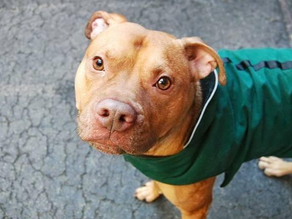 Beautiful quiet amstaff Terry in danger@NYC kill shelter-good w/dog