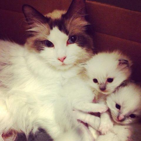 Beautiful Ragdoll Kittens for sale