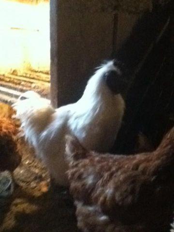 Beautiful Silkie Rooster