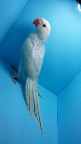 BEAUTIFUL WHITE LACEWING RINGNECK PARROT IRN AVAILABLE - VERY RARE!