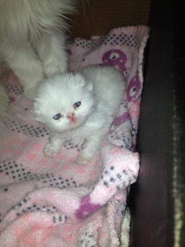 Beautiful White Male Persian Kitten