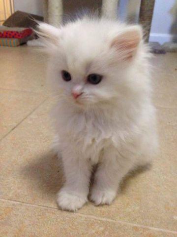 Beautiful White Persian Kittens - 2 months old