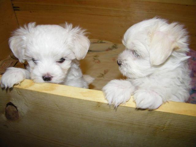 Beautiful, white purebred Maltese puppies. Ready for forever home.