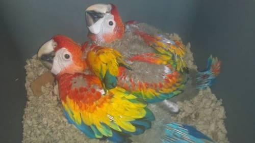 Beautiful wide yellow-band Scarlet Macaw Babies