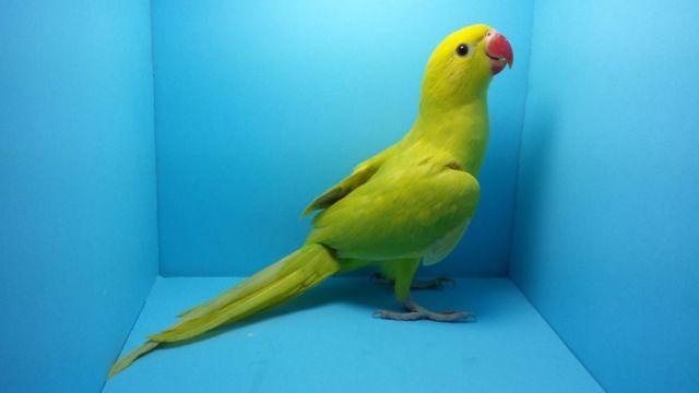 BEAUTIFUL YELLOW LACEWING RINGNECK PARROT IRN AVAILABLE - VERY RARE!