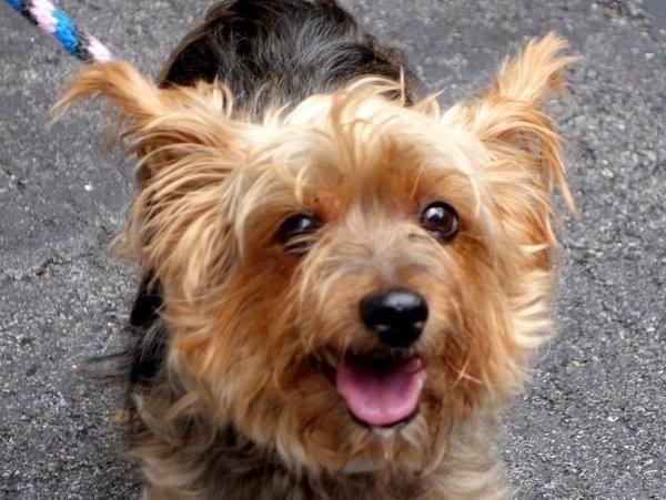 Beautiful yorkie Cutie Lucy in danger@NYC kill shelter-needs vet