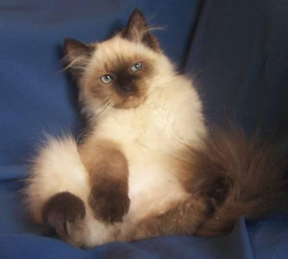 Beautirful Seal Point Boy Cff Doll Face Himalayan Persian Kitten