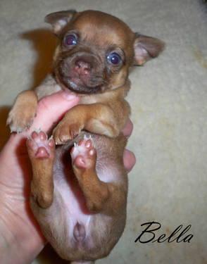 Bella ~ Female purebred Chihuahua puppy, will be available at 8 wks