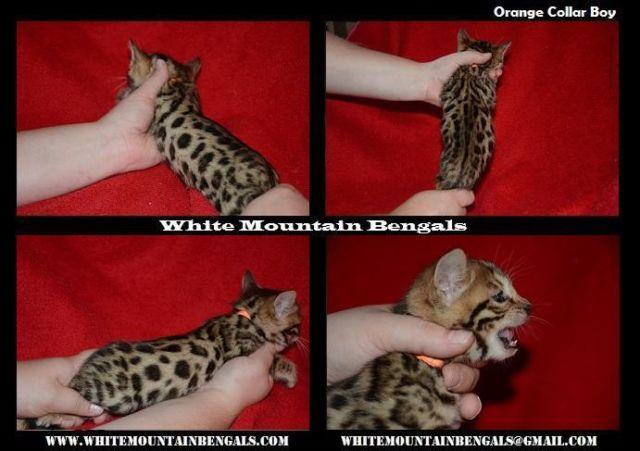 Bengal Kitten Available for pet or breeder