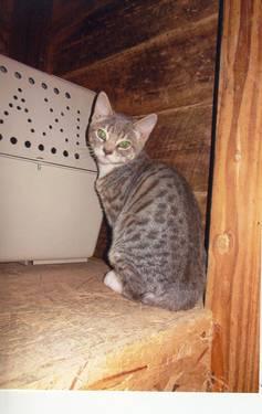*** BENGAL KITTEN OR RETIRED ADULT WANTED ***