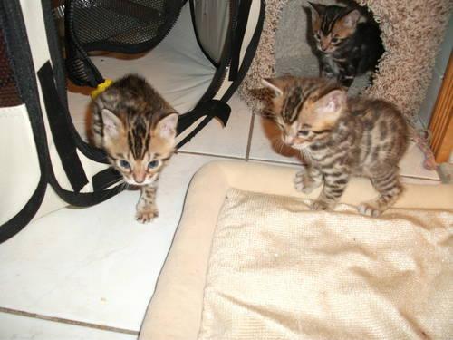 bengal kittens