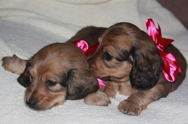 Best Valentine's Day Gift Ever-a miniature Dachshund puppy!!!