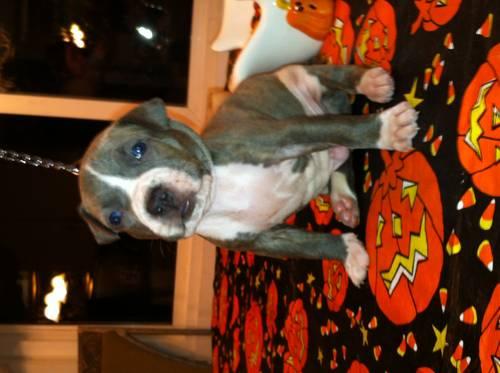 ****BEUTIFUL BABY PITBULL PUPPIES**** MUST SEE PICTURES ARE AVAILABLE