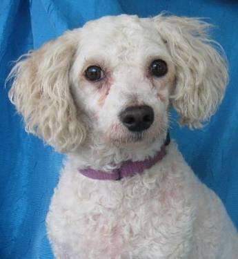 Bichon Frise - Kyle Andover - Small - Adult - Male - Dog