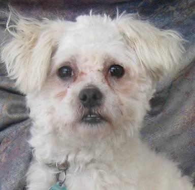 Bichon Frise - Riley New Hope - Small - Young - Male - Dog