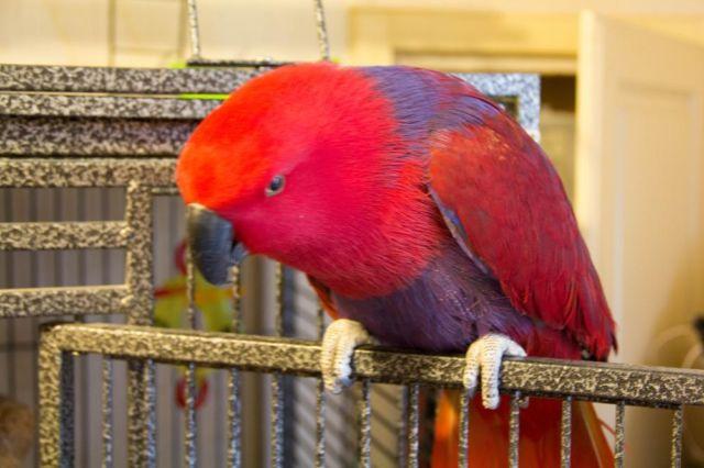 Bird sanctuary for parrots and soft-bills