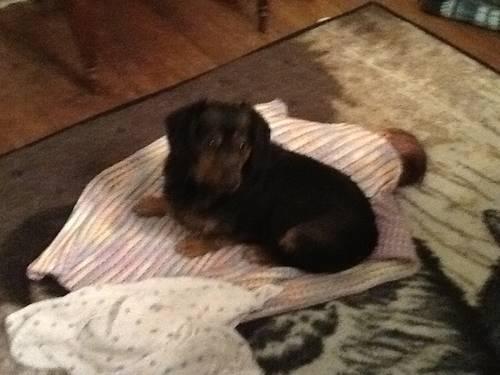 Black and Tan haired Dachshund for sale with accessories