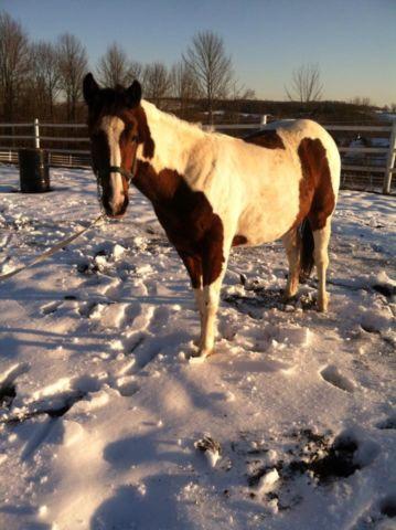 Black and White Paint Broodmare 16 hands