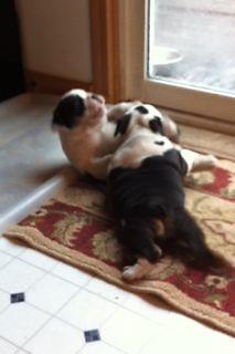 Black and White (tri) English Bulldog Puppies