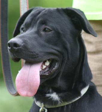Black Labrador Retriever - Bear - Large - Adult - Male - Dog