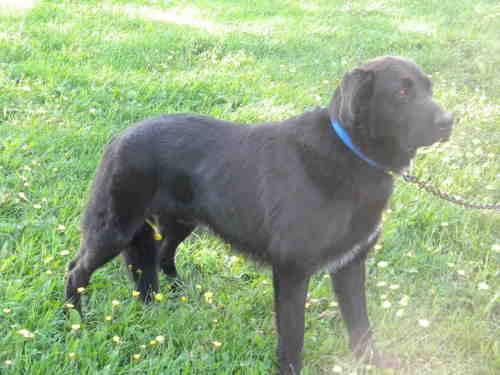 Black Labrador Retriever - Bronson - Large - Adult - Male - Dog