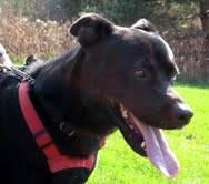 Black Labrador Retriever - Cane - Medium - Young - Male - Dog