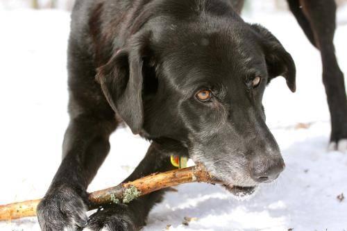 Black Labrador Retriever - Carllisle Pudding - Large - Adult