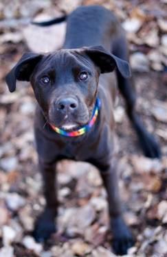 Black Labrador Retriever - Cody-in Foster - Large - Young - Male